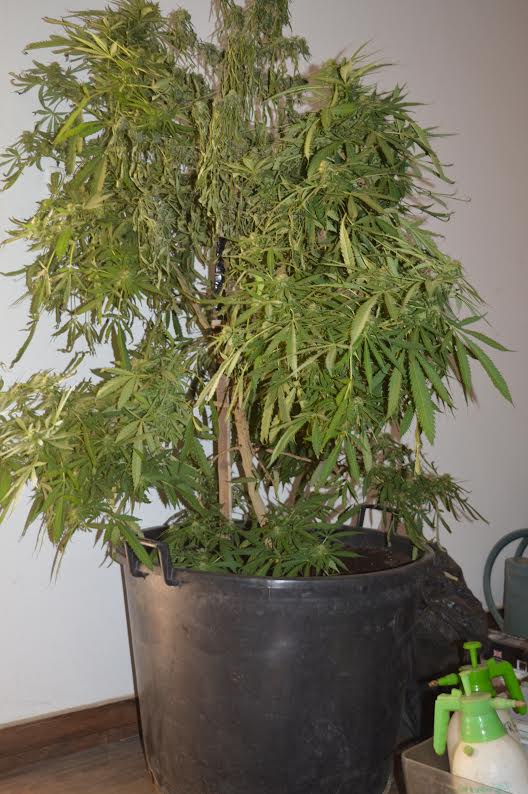 Un ressortissant français à la tête d'un vaste réseau de production organique et de trafic d'une nouvelle variété de drogue arrêté à Toubab Dialaw Un ressortissant français à la tête d'un vaste réseau de production organique et de trafic d'une nouvelle variété de drogue arrêté à Toubab Dialaw