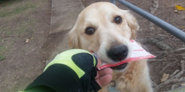 La belle histoire du jour : ce chien aime tant récupérer le courrier que le facteur lui en distribue même quand il n’y en a pas !