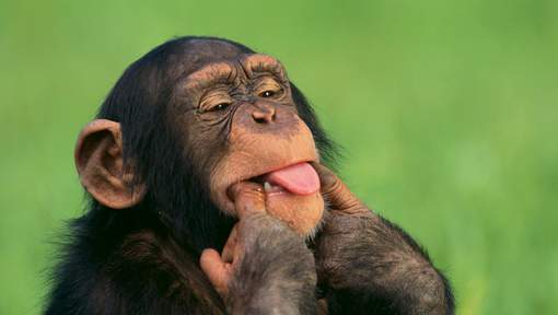 Les chimpanzés préfèrent coopérer qu'être en compétition