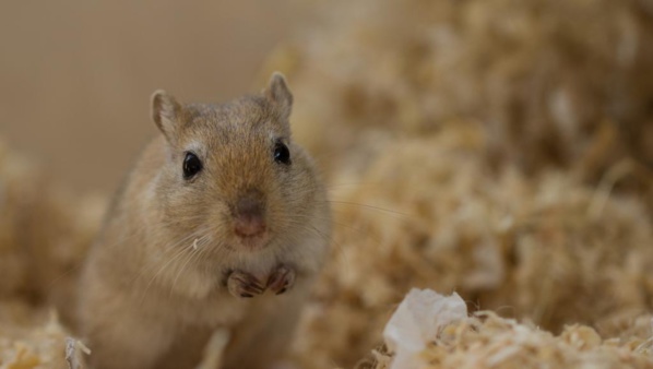 Comment une souris a empêché un avion d'Air France de décoller