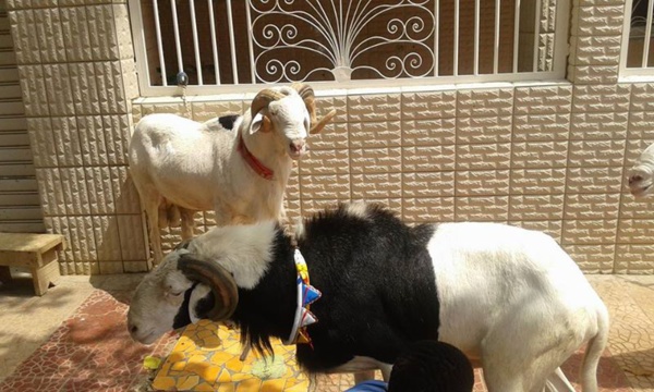 Le "Adiya" de Cheikh Béthio au khalif général des mourides Le "Adiya" de Cheikh Béthio au khalif général des mourides