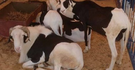 Diourbel : Le charretier disparaît avec cinq moutons d'une dame Diourbel : Le charretier disparaît avec cinq moutons d'une dame