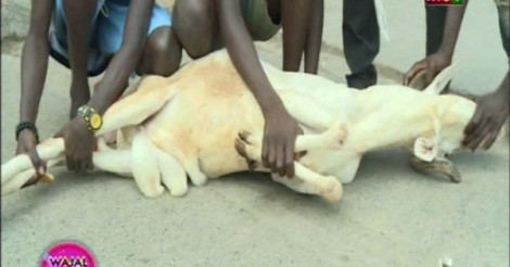 Voici les erreurs à ne pas commettre avant d'égorger le mouton Voici les erreurs à ne pas commettre avant d'égorger le mouton