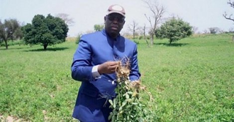 Kaolack/Kaffrine : Macky Sall dans les champs auprès des producteurs