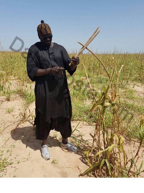 Cheikh Amar, sa fratrie, bref tout le  groupe Holding Amar aux champs de Serigne Saliou Mbacké à Khelcom