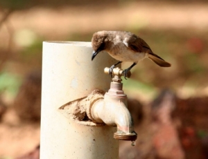 Kaolack: le palais de justice privé d'eau depuis des mois