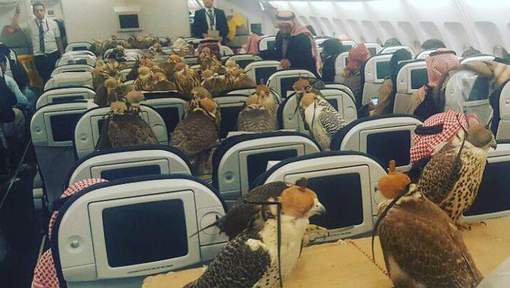 Une prince saoudien réserve des places d'avion pour ses 80 faucons