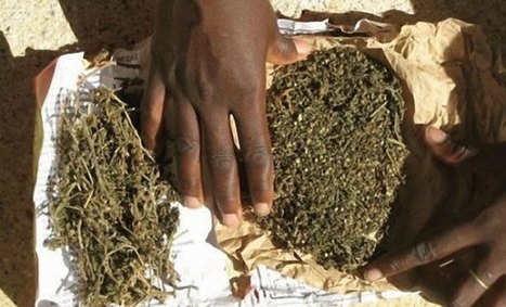 Pour les besoins d'un baptême, il se métamorphose en dealer de chanvre indien ét écope d'un an ferme Pour les besoins d'un baptême, il se métamorphose en dealer de chanvre indien ét écope d'un an ferme