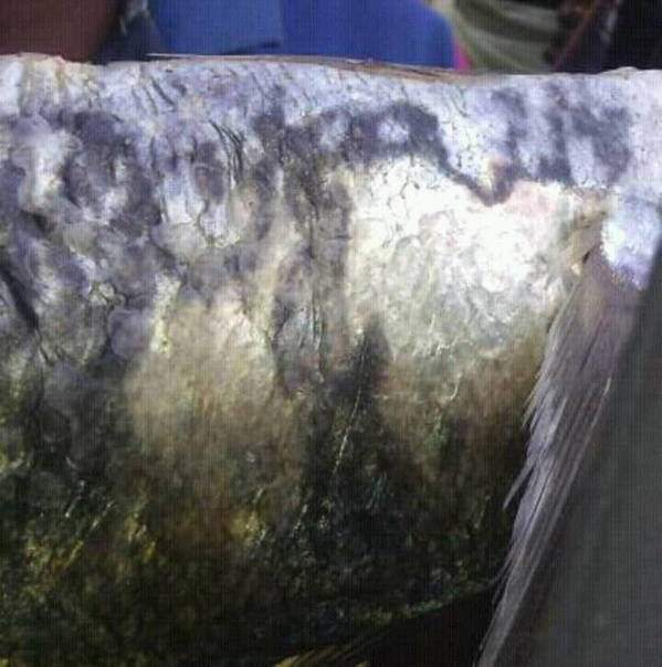 Miracle, à Bargny Guèdj-  Le Nom d’Allah apprait sur un poisson