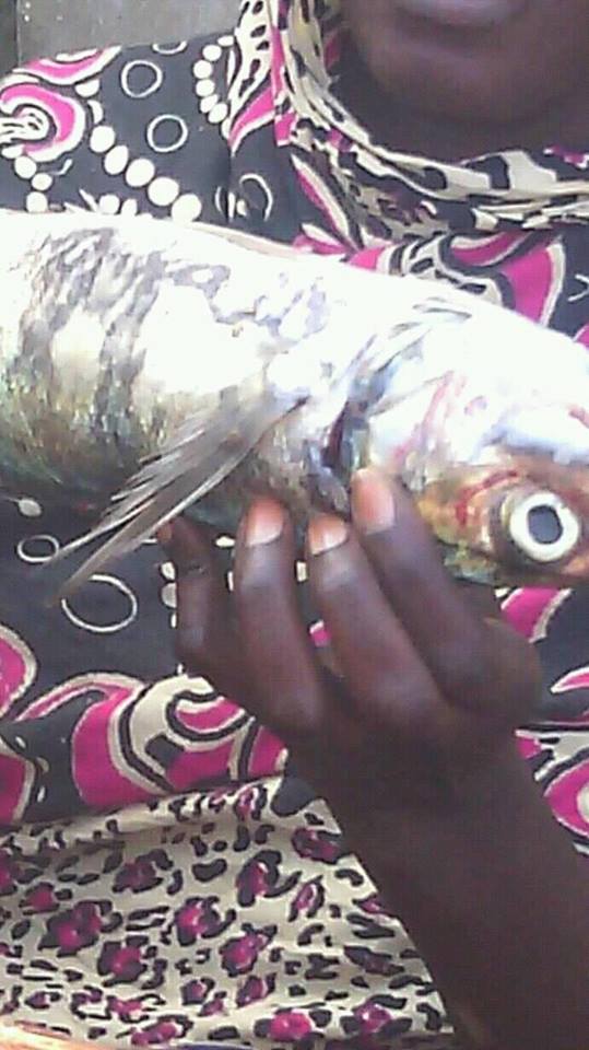 Miracle, à Bargny Guèdj- Le Nom d’Allah apprait sur un poisson Miracle, à Bargny Guèdj- Le Nom d’Allah apprait sur un poisson