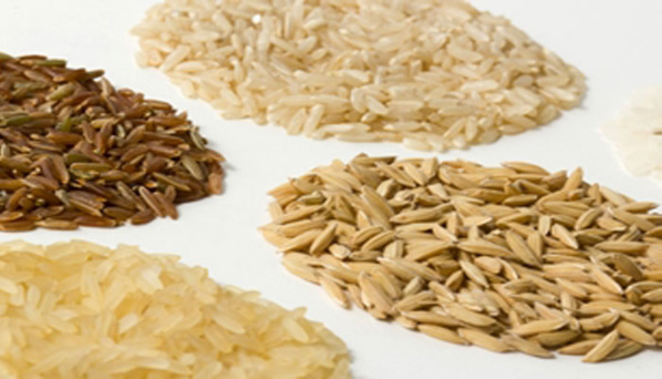 Les producteurs de semences de riz se dotent d’un mécanisme de financement