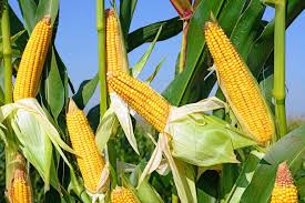 Les producteurs de maïs sollicitent un appui en intrants et en matériel agricoles Les producteurs de maïs sollicitent un appui en intrants et en matériel agricoles