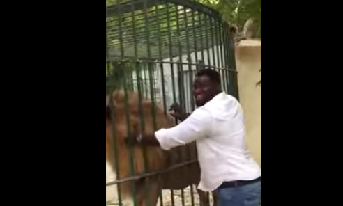 Eumeu Sene entrain de caresser le lion du parc de hann