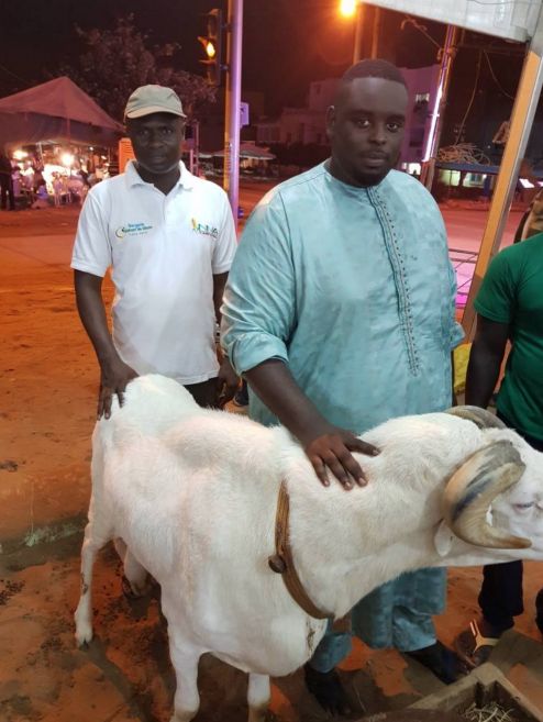 Le mouton du Président Macky Sall Le mouton du Président Macky Sall