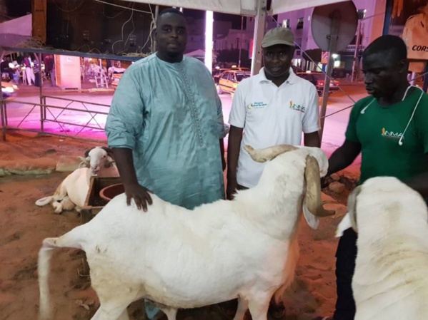Le mouton du Président Macky Sall Le mouton du Président Macky Sall