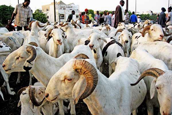 Les moutons bradés à vil prix (Après Tabaski)