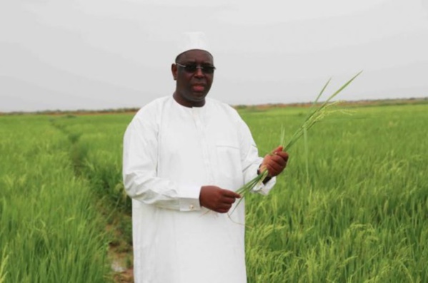 Macky veut un plan de commercialisation du riz