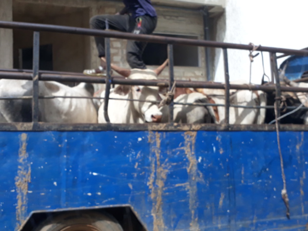 Fête de Tamxarit- L'industriel Cheikh Amar offre plus d'une centaine de boeufs 