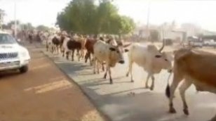 Suivez l'arrivée des bœufs de Cheikh Béthio à Touba