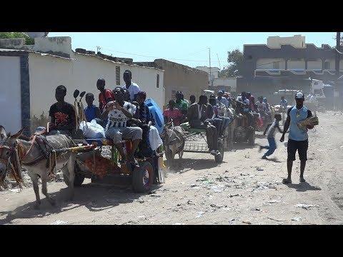 Transport – Les ânes imposent leur luxe à Touba