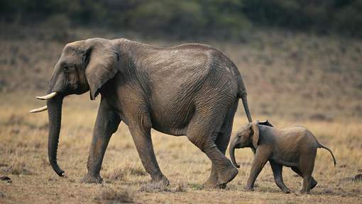 Donald Trump "légalise le fait de tuer des éléphants menacés"