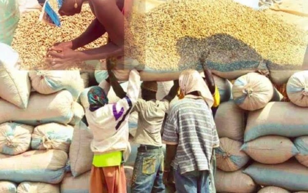 LES EXPORTATIONS D’ARACHIDE DU SÉNÉGAL TENDENT VERS L’ÉMERGENCE !