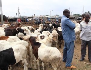 Moutons Tabaski 2018: Des prix hors de portée angoissent les Sénégalais