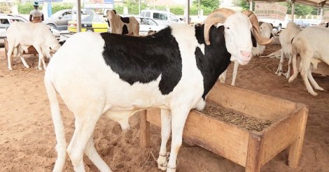 80 moutons de la mutuelle de la gendarmerie volés