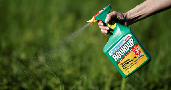 Qui est Dewayne Johnson, le jardinier qui a fait condamner le géant américain de l'agrochimie ?