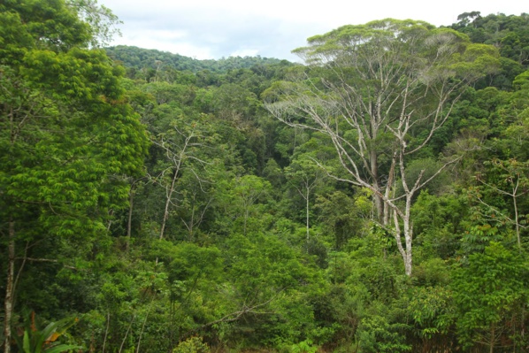 AFFAIRE DES EXPLOITANTS FORESTIERS DE BOUSSOLOUM:Des disparitions inquiétantes AFFAIRE DES EXPLOITANTS FORESTIERS DE BOUSSOLOUM:Des disparitions inquiétantes