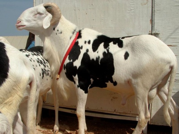 Saint-Louis / Un enfant de 3 ans, tué par le mouton de Tabaski de son père Saint-Louis / Un enfant de 3 ans, tué par le mouton de Tabaski de son père