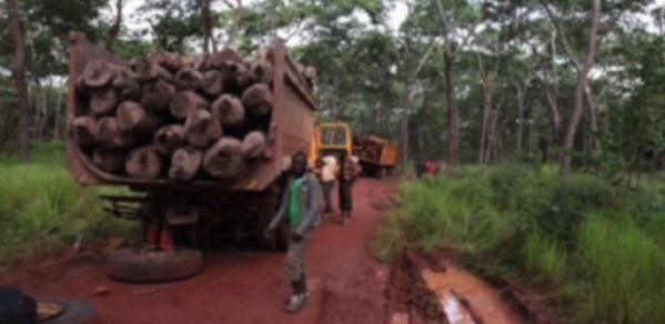 Ziguinchor : Qui sont les 4 quatre forestiers disparus à Boutoupa Camaracounda ?