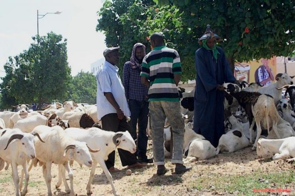 Tabaski: des faux billets remis aux vendeurs de moutons…