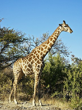 Une maman et son fils entre la vie et la mort après avoir été attaquée par une girafe