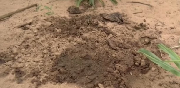 Homme décapité à Tivaouane : Pourquoi Gora Seck a tué son père