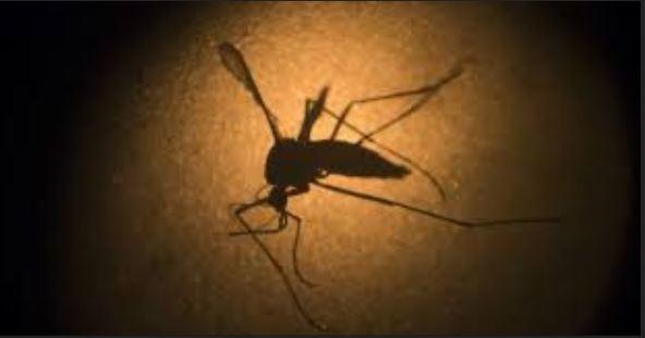 Fatick : un autre cas de dengue découvert
