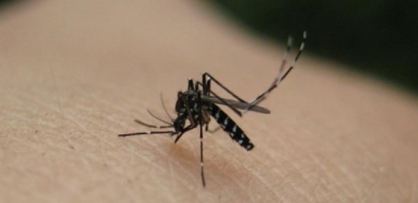 Dengue : Huit cas positifs à Fatick