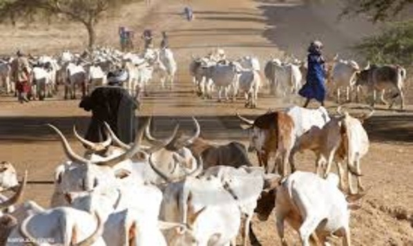UN BERGER ABATTU À GOUDOMP UN BERGER ABATTU À GOUDOMP