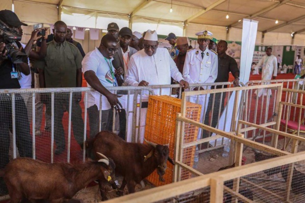 LE PRÉSIDENT SALL PROMET UN SOUTIEN ACCRU À L’ÉLEVAGE LE PRÉSIDENT SALL PROMET UN SOUTIEN ACCRU À L’ÉLEVAGE