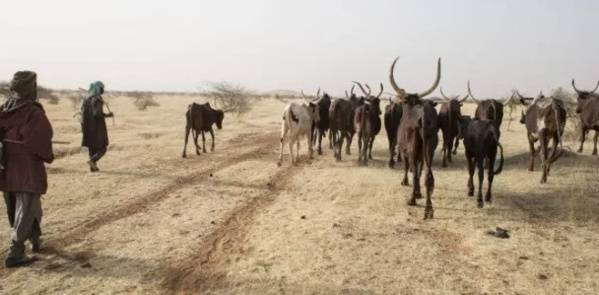 Au Sahel, les pasteurs s’aident de satellites pour rechercher de l’eau Au Sahel, les pasteurs s’aident de satellites pour rechercher de l’eau