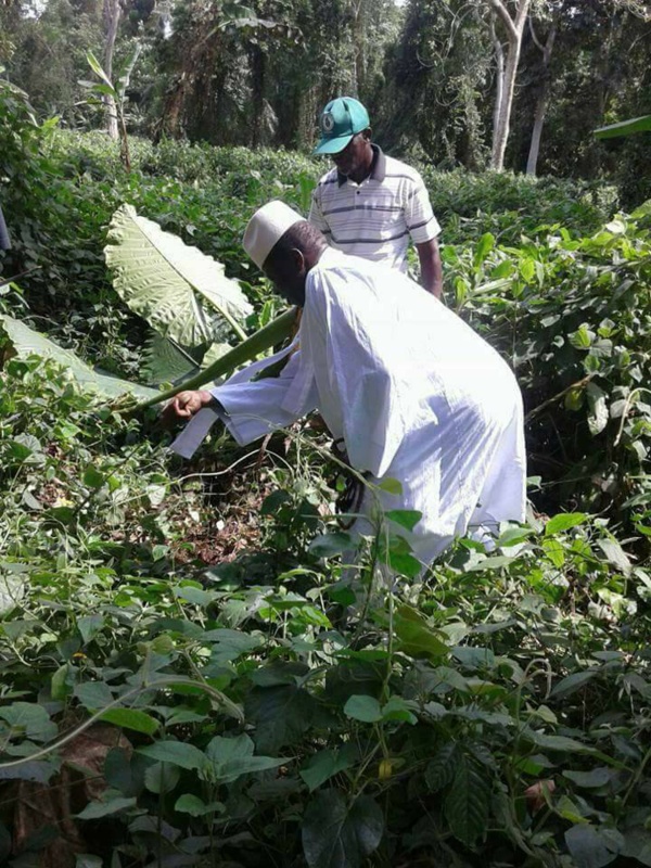 Trafic de bois : Yaya Jammeh 