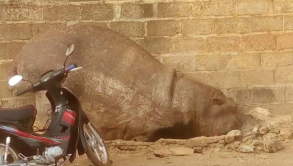 Kédougou : Un hippopotame sème la terreur avant d’être tué Kédougou : Un hippopotame sème la terreur avant d’être tué