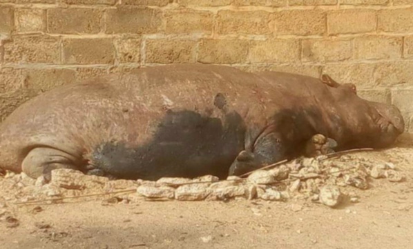 Kédougou : Un hippopotame sème la terreur avant d’être tué Kédougou : Un hippopotame sème la terreur avant d’être tué