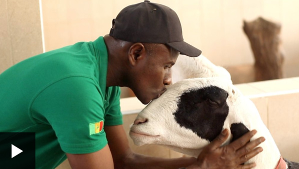 Elevage : 'J'aime le mouton comme j'aime ma famille'
