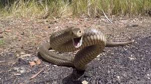 Serpent dans le parking de l’AIBD Serpent dans le parking de l’AIBD