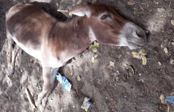 Linguère : La grippe équine tue 408 ânes