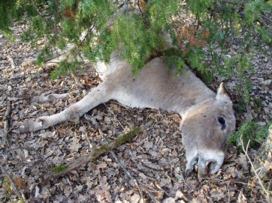 Grippe équine : 30.000 bêtes touchées, 3000 morts