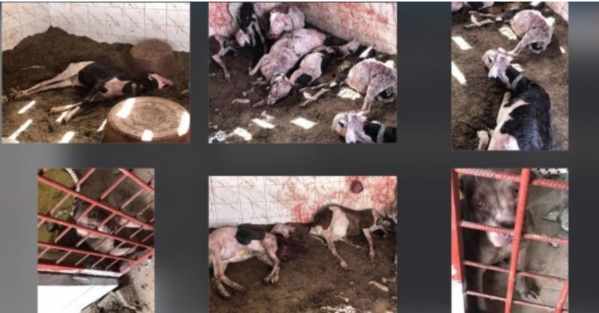 Pitbulls tueurs de moutons, ce qui s'est réellement passé Pitbulls tueurs de moutons, ce qui s'est réellement passé