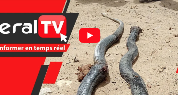 Sipres 5 de Mbao : Des serpents sèment la terreur, les habitants interpellent les autorités