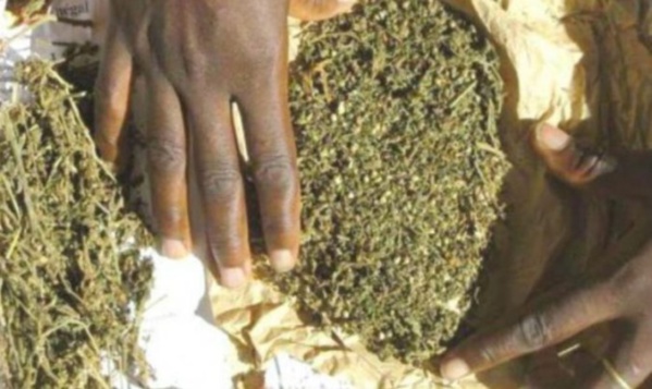 Louga : Pour trafic de chanvre indien, 3 individus condamnés à 10 ans de travaux forcés Louga : Pour trafic de chanvre indien, 3 individus condamnés à 10 ans de travaux forcés